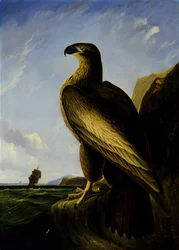 Aigle de mer de Washington